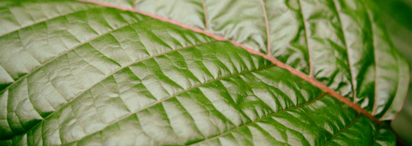 Působí euforicky, stimulačně i relaxačně. Je Kratom novodobá alternativa k alkoholu a marihuaně?