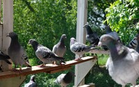 Poštové holuby zastihla počas pretekov vo Francúzsku búrka. Zahynuli alebo sa stratili tisíce vtákov