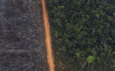 Požáry v amazonském pralese nejsou jen o hovězím mase a veganství. I používání smartphonu ničí pralesy