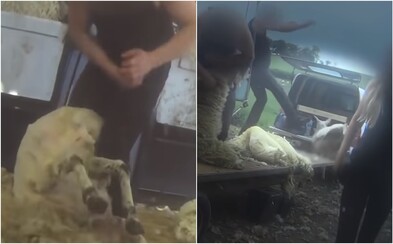Pracovníci na farmách kopú a boxujú do oviec. Skryté kamery odhalili krvavú tyraniu Pracovníci na farmách kopú a boxujú do oviec. Skryté kamery odhalili krvavú tyraniu