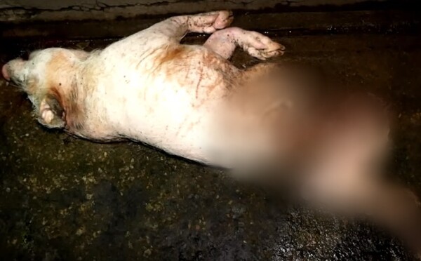 Prasata se požírala zaživa. Aktivisté natočili, jak se s dírami v těle pohybovala po farmě