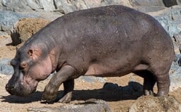 Pražská zoo má nový přírůstek. Přicestoval k nim tříletý hroch Tchéco