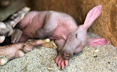 Pražská zoo představila mládě hrabáče kapského. Váží 3 kila a každý den přibírá 150 gramů Pražská zoo představila mládě hrabáče kapského. Váží 3 kila a každý den přibírá 150 gramů
