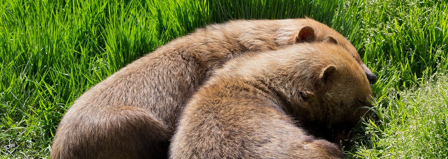 Pražská zoo slaví přírůstek! Trojice roztomilých štěňat psů pralesních se ve výbězích objeví zřejmě již tento týden