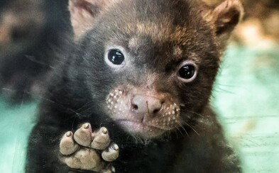 Pražská zoo slaví přírůstek! Trojice roztomilých štěňat psů pralesních se ve výbězích objeví zřejmě již tento týden Pražská zoo slaví přírůstek! Trojice roztomilých štěňat psů pralesních se ve výbězích objeví zřejmě již tento týden