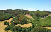 Pre horúčavy a sucho trpia na Slovensku takmer všetky druhy stromov. Listy im hnednú, stromy majú úpal