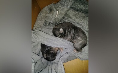 Před domem našel krabici se štěňátky. Byli to ale malí medvědi a měl štěstí, že na blízku nebyla jejich matka Před domem našel krabici se štěňátky. Byli to ale malí medvědi a měl štěstí, že na blízku nebyla jejich matka