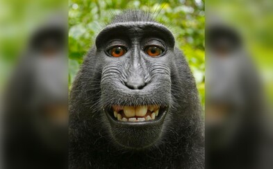 Pred rokmi spravil opici selfie. Teraz je medzi nimi súdny spor a David tvrdí, že mu primát zničil život Pred rokmi spravil opici selfie. Teraz je medzi nimi súdny spor a David tvrdí, že mu primát zničil život