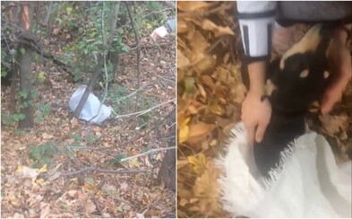 Pri Nových Zámkoch niekto zaviazal psa do vreca a vyhodil do priekopy. Zachránili ho nič netušiaci okoloidúci Pri Nových Zámkoch niekto zaviazal psa do vreca a vyhodil do priekopy. Zachránili ho nič netušiaci okoloidúci