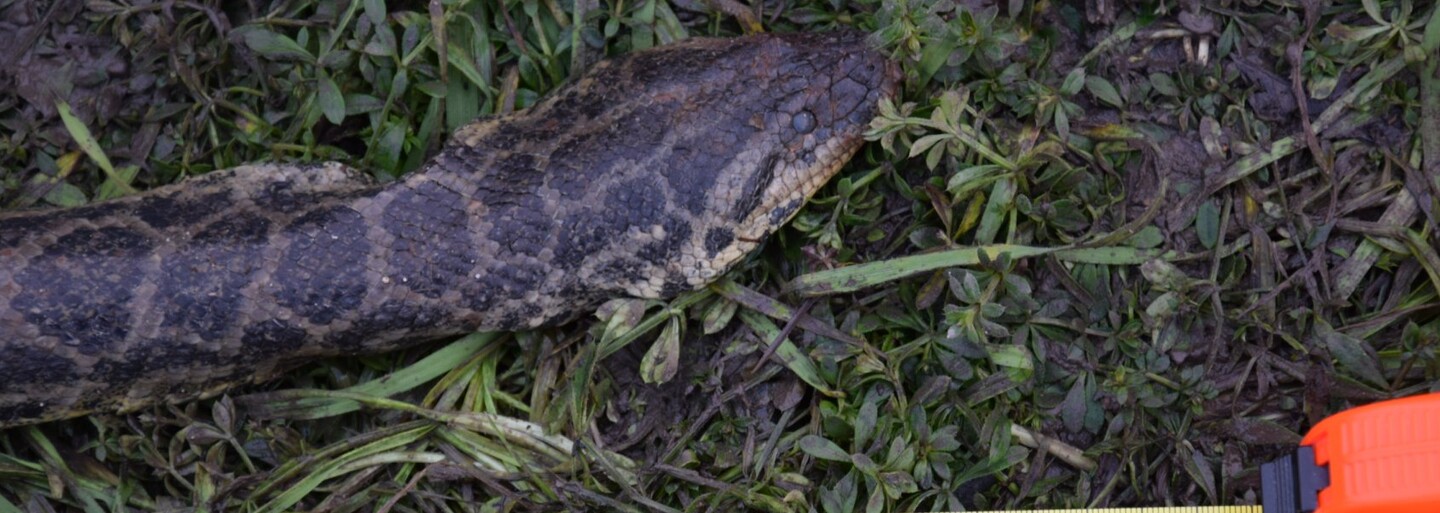 Pri Stupave našli nebezpečného exotického plaza. Anakondu zrejme niekto vyhodil na istú smrť