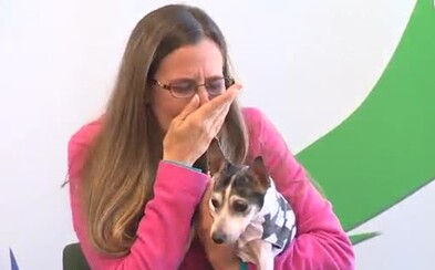 Príbeh ako z rozprávky. Pes sa našiel po 12-tich rokoch stovky kilometrov od domova, k majiteľke sa dostal len vďaka mikročipu Príbeh ako z rozprávky. Pes sa našiel po 12-tich rokoch stovky kilometrov od domova, k majiteľke sa dostal len vďaka mikročipu