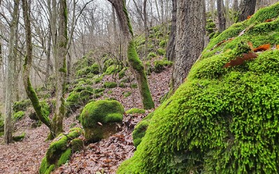 Prírodné dedičstvo sa rozrastá. UNESCO rozšírilo územie slovenských pralesov na Zozname svetového dedičstva