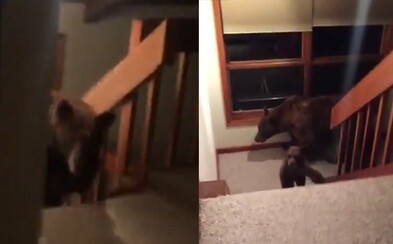 Prišiel domov a v kuchyni ho čakala medvedica s mláďatami. Nebolo mu všetko jedno, keď ho začala naháňať po schodoch Prišiel domov a v kuchyni ho čakala medvedica s mláďatami. Nebolo mu všetko jedno, keď ho začala naháňať po schodoch