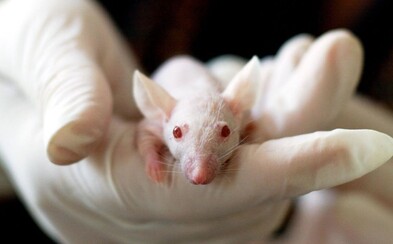 Průlom v boji s HIV: Vědci poprvé v historii vyléčili nakažené myši Průlom v boji s HIV: Vědci poprvé v historii vyléčili nakažené myši
