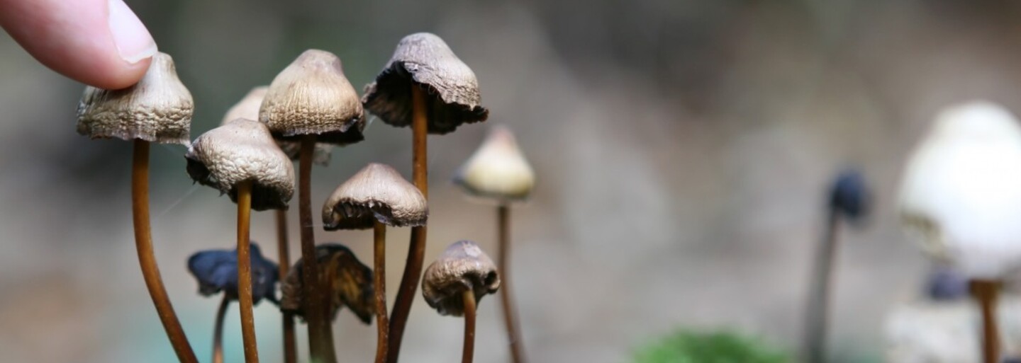 Psilocybin obsažený v lysohlávkách zlepšuje psychické zdraví, ukazuje nová studie