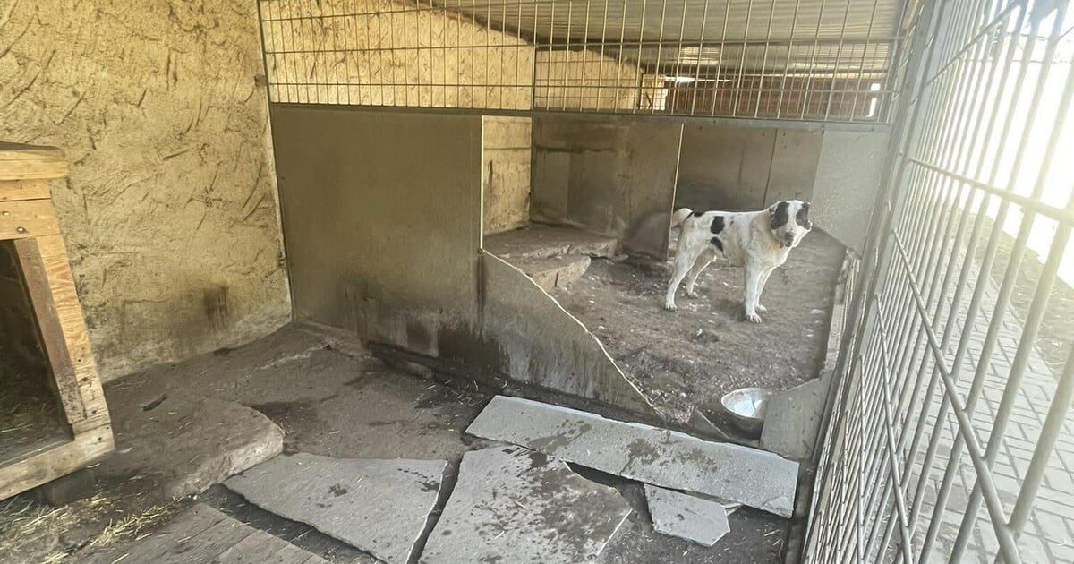 Říká se mu koncentrák pro psy. Policie prověřuje útulek u Kladna, který platí město