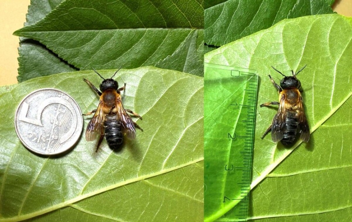 Megachile sculpturalis neboli čalounice jerlínová