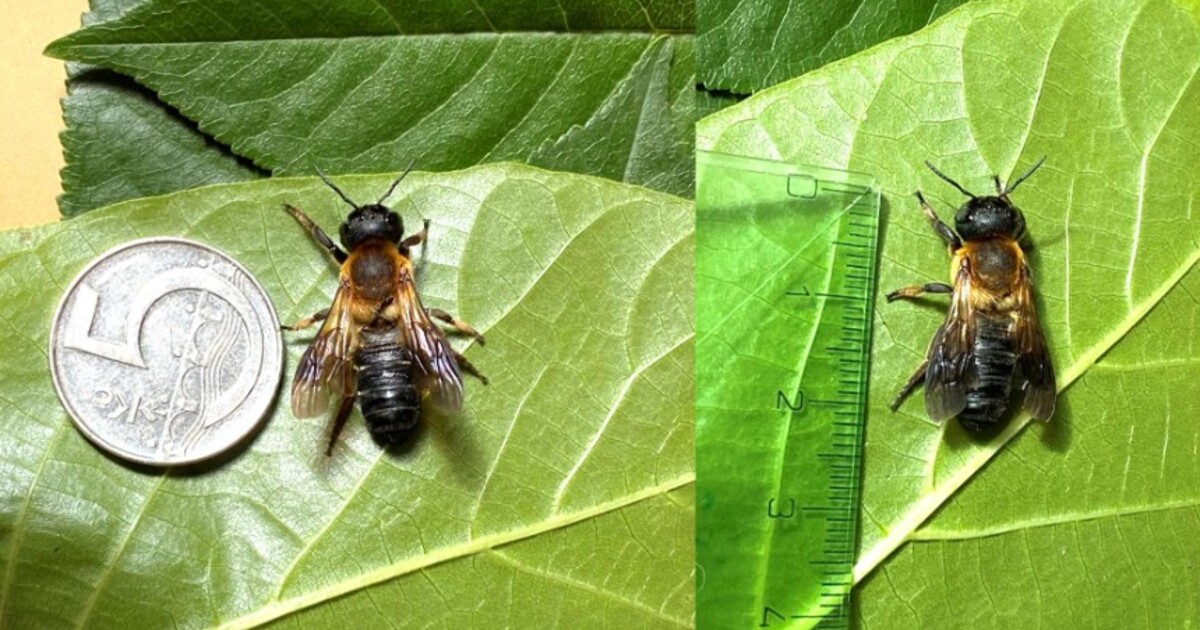 Do Česka se dostala velká včela původem z Asie. Spatřili ji kousek od Brna