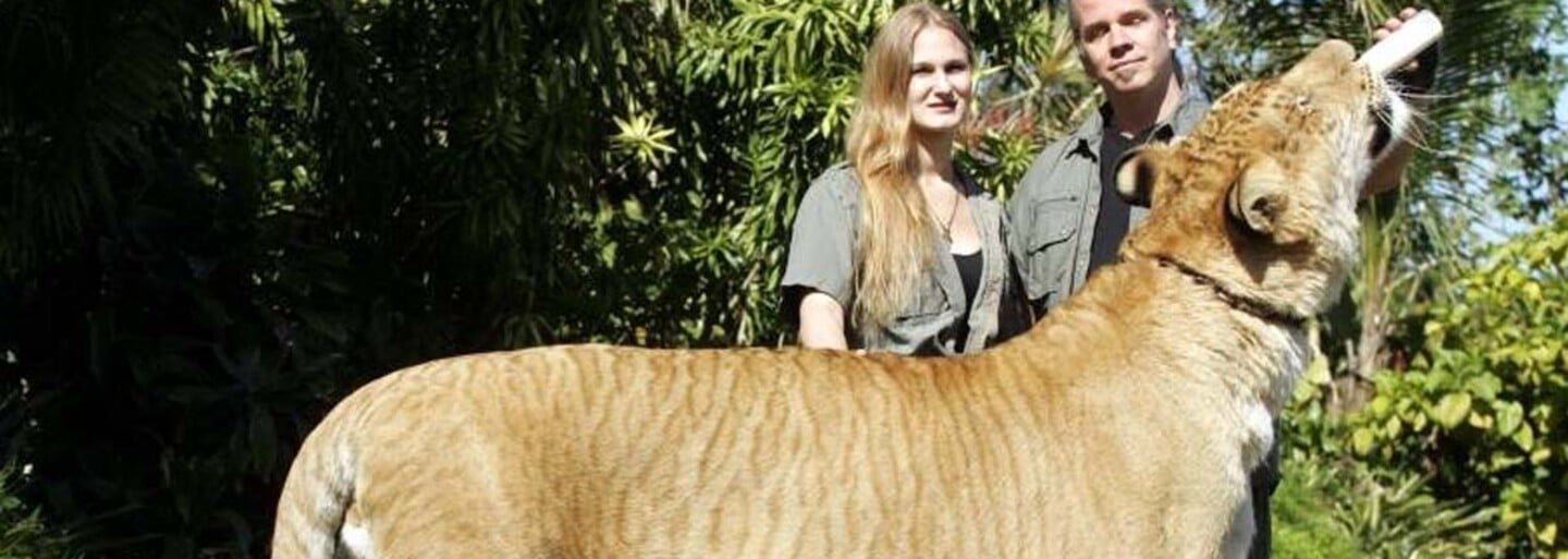 Ruská ZOO má nového kráľa. Roztomilý a mimoriadne vzácny liger Tsar sa narodil levovi a tigrici