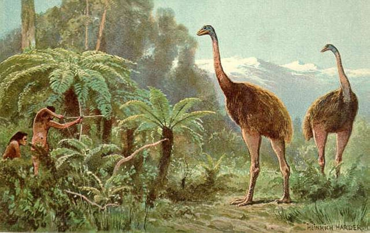 Moa