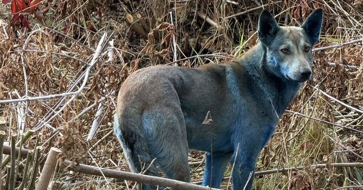 V Černobylu byli spatřeni modře zbarvení psi. Vysvětlení je jiné, než si myslíš