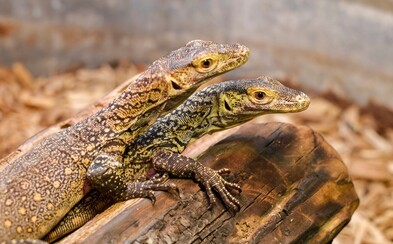 Samičke komodského draka sa podarilo zniesť mláďatá bez toho, aby ju oplodnil samček. Ide o unikátny jav Samičke komodského draka sa podarilo zniesť mláďatá bez toho, aby ju oplodnil samček. Ide o unikátny jav