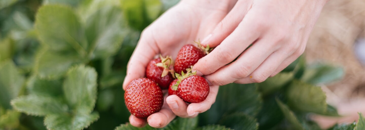 Samosběr jahod: Češi vyrazili na plantáže, domácí jahody jsou levnější a také více chutné