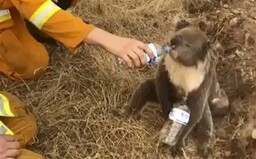 Sbírka pražské zoo vynesla 20 milionů korun na pomoc Austrálii