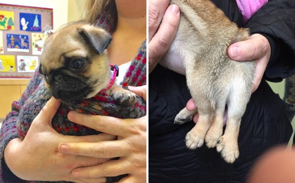 Šesťnohý mopslík Lulu bol zachránený adopciou. Chovatelia takýchto psov väčšinou nechajú utratiť