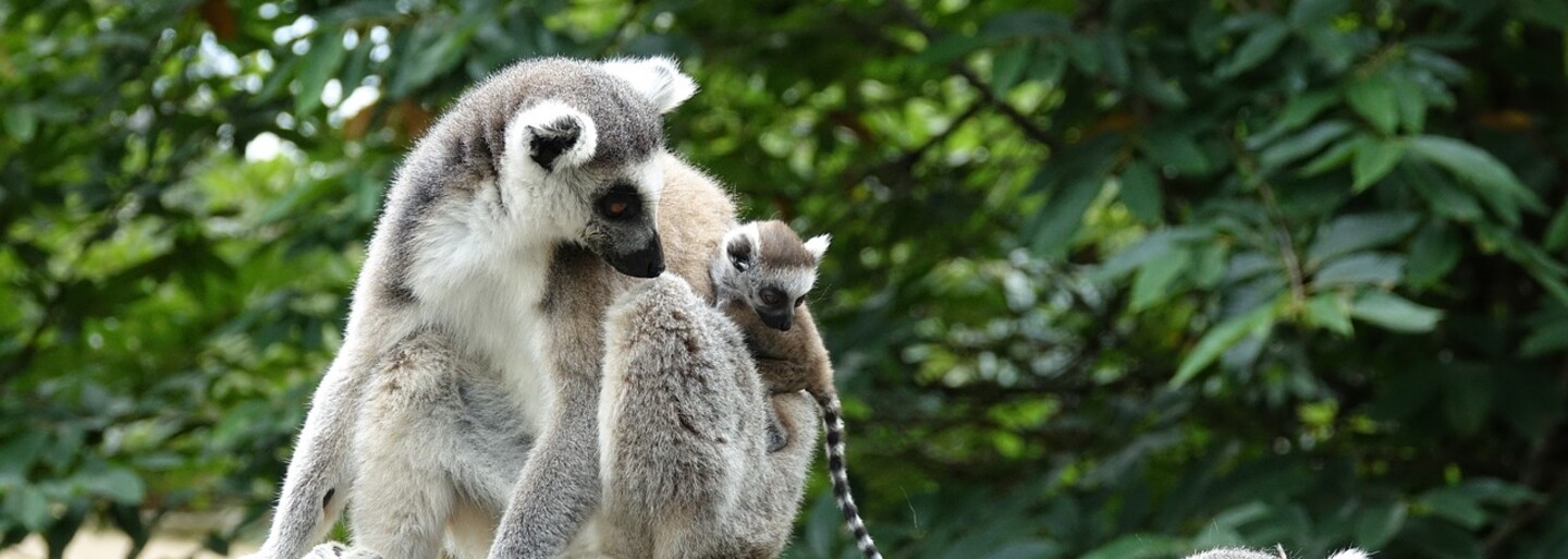 Sfajčený mladík sa vlámal do zoo, aby ukradol opicu pre svoju priateľku. Dolámal si tam nohu, vybil zuby a putuje za mreže