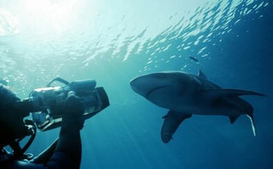 Sharks In Hurghada Killed Europeans. 