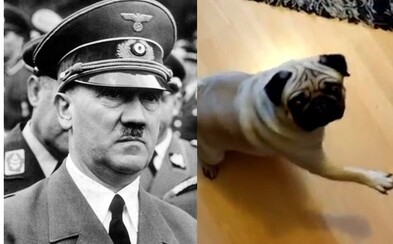 Škót možno poputuje do väzenia za to, že svojho psa naučil hajlovať. Za nevhodné video mu hrozí až 6 mesiacov za mrežami Škót možno poputuje do väzenia za to, že svojho psa naučil hajlovať. Za nevhodné video mu hrozí až 6 mesiacov za mrežami