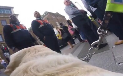 Slepý muž pripevnil na vodiaceho psa GoPro, aby zachytil otrasné správanie ľudí. Nadávajú mú, búchajú do psa a ignorujú ho, keď potrebuje pomôcť Slepý muž pripevnil na vodiaceho psa GoPro, aby zachytil otrasné správanie ľudí. Nadávajú mú, búchajú do psa a ignorujú ho, keď potrebuje pomôcť