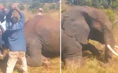 Slon si při útěku před vesničany zlomil nohu, sekerami a mačetami nakonec zvíře dorazili Slon si při útěku před vesničany zlomil nohu, sekerami a mačetami nakonec zvíře dorazili