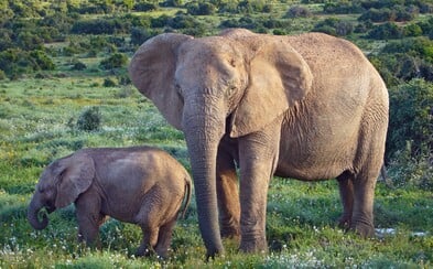 Sloni se začali evolučně přizpůsobovat pytláctví. Některým přestávají růst kly, není pak důvod je lovit Sloni se začali evolučně přizpůsobovat pytláctví. Některým přestávají růst kly, není pak důvod je lovit