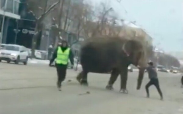 Sloni uprchli z cirkusu a procházeli se v ulicích města. Úplně zastavili dopravu, pomohla až policie
