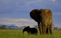 Slony na Srí Lanke dostanú vlastné preukazy totožnosti. Majú ich chrániť pred zlými životnými podmienkami
