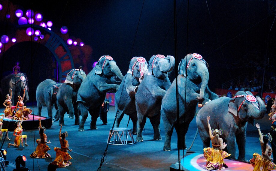 Sloni už nebudou muset vystupovat v cirkusech. New York vydal oficiální  zákaz, za jehož porušení hrozí mastná pokuta | REFRESHER.cz