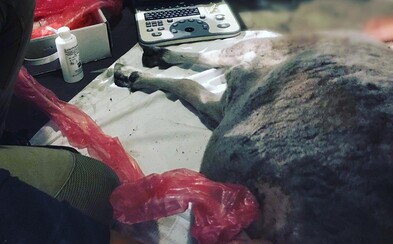 Slováci v parku kŕmili ovečku zakázanou stravou, čakal ju výplach žalúdka či infúzia Slováci v parku kŕmili ovečku zakázanou stravou, čakal ju výplach žalúdka či infúzia