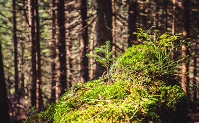 Slovenská príroda v Tichej doline sa krásne zregenerovala úplne sama po tom, čo ju pred rokmi zdevastovala víchrica aj škodcovia Slovenská príroda v Tichej doline sa krásne zregenerovala úplne sama po tom, čo ju pred rokmi zdevastovala víchrica aj škodcovia