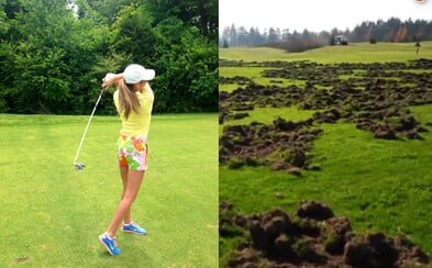 Slovenské diviaky vyorali golfové ihrisko pod Tatrami. Zničili plochu veľkú ako 5 futbalových ihrísk Slovenské diviaky vyorali golfové ihrisko pod Tatrami. Zničili plochu veľkú ako 5 futbalových ihrísk
