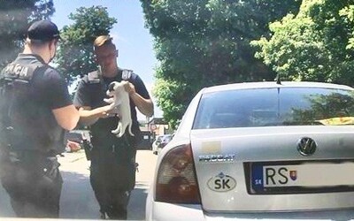 Slovenskí policajti rozbili okno na zaparkovanom aute, aby vyslobodili šteňa. Na rozhorúčených sedadlách by zomrelo