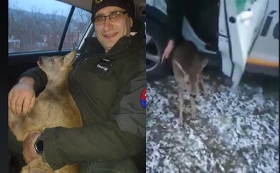 Slovenskí policajti zachránili zaseknutého srnčeka. Jeden z nich ho po celý čas držal a objímal na zadnom sedadle Slovenskí policajti zachránili zaseknutého srnčeka. Jeden z nich ho po celý čas držal a objímal na zadnom sedadle