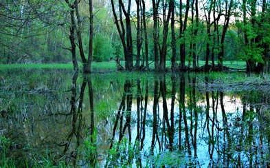 Slovensko má nový národný park! Stalo sa ním ohrozené územie pokrývané lužnými lesmi Slovensko má nový národný park! Stalo sa ním ohrozené územie pokrývané lužnými lesmi
