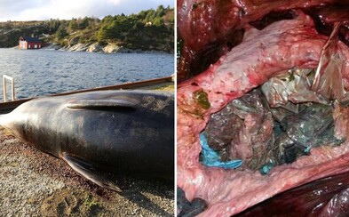 Smutná realita dnešního světa. V žaludku mrtvé velryby se našlo 30 plastových igelitek, kvůli nimž nemohla strávit jakoukoliv potravu Smutná realita dnešního světa. V žaludku mrtvé velryby se našlo 30 plastových igelitek, kvůli nimž nemohla strávit jakoukoliv potravu