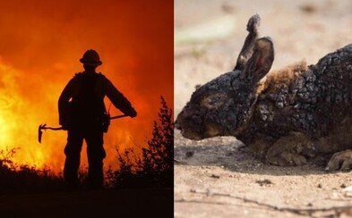 Smutné fotografie zachytávajú zvieratá, ktoré pred zničujúcimi kalifornskými požiarmi nestihli utiecť Smutné fotografie zachytávajú zvieratá, ktoré pred zničujúcimi kalifornskými požiarmi nestihli utiecť