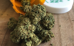So šírením povedomia o CBD pomáhajú slovenskí aj českí raperi. Prečo sa látka pomáhajúca prekonávať depresie podobá na marihuanu?