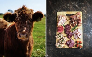 Staň sa vegetariánom alebo zjedz svoje nové domáce zviera Staň sa vegetariánom alebo zjedz svoje nové domáce zviera