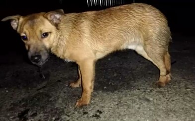 Šteniatku v Humennom zviazali labky páskou a vyhodili ho do rieky. Podarilo sa mu vyplávať na breh Šteniatku v Humennom zviazali labky páskou a vyhodili ho do rieky. Podarilo sa mu vyplávať na breh