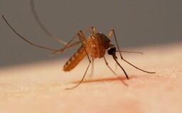Štípanec od komára zblízka vyzerá hrozivo, ale aj fascinujúco. Vo svojom sosáku skrýva hneď šesť menších ihličiek